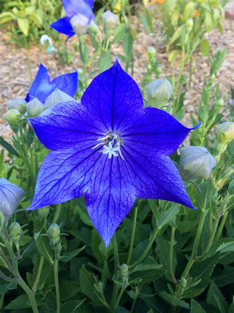 Mixed Balloon Flowers at Isaac Macquarie blog