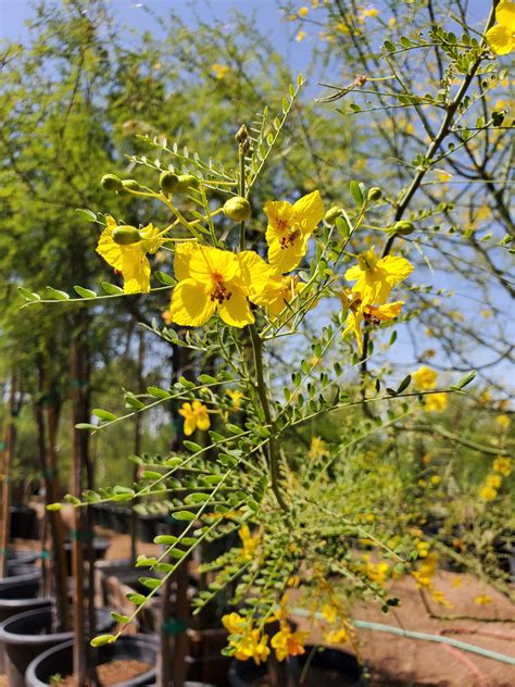 DESERT MUSEUM PALO VERDE (Cercidium X sp. 'Desert Museum') - Treeland ...