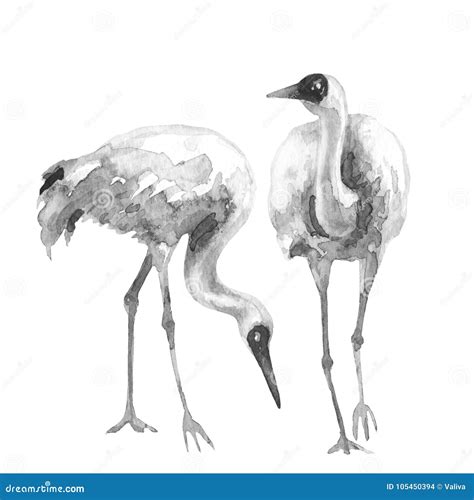 White Crane Birds Watercolor Sketch Stock Illustration - Illustration ...