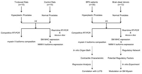 Alteration of the Expression and Functional Activities of Myosin II ...