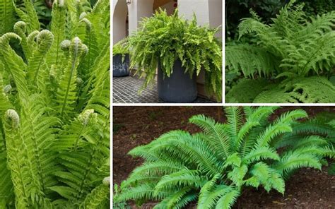 10 Different Types Of Ferns (Plus Growing Tips) - Garden Lovers Club