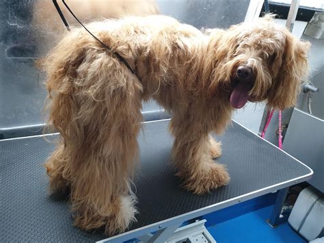 Dog Ingrown Whisker: A Guide to Detection and Treatment