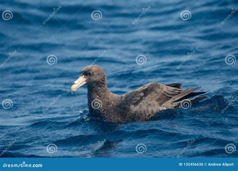 Southern Giant Petrel on the Sea Stock Photo - Image of resting ...