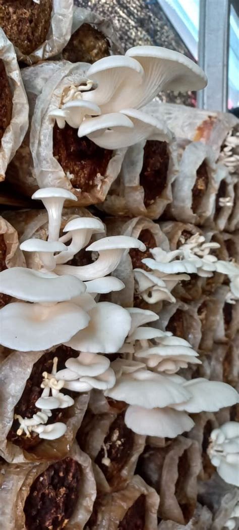 JAMUR TIRAM MOLAH MAULANA WADUMBOLO BIMA (2026) All You Need to Know ...