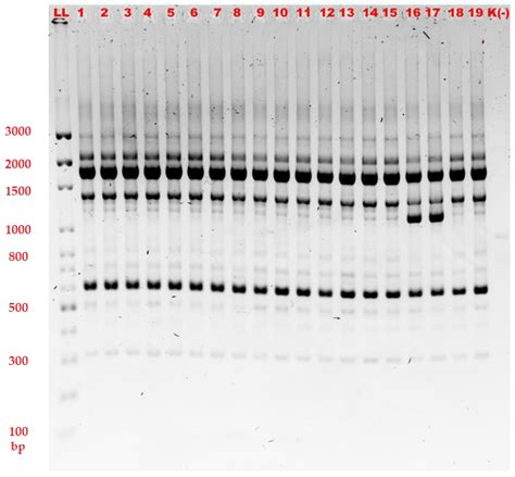 What Voltage To Run Agarose Gel - Free Word Template