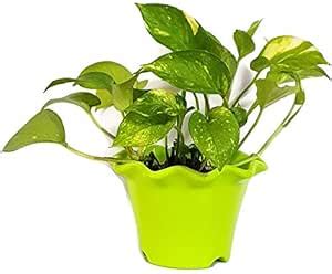 PlantaZee Air Purifying - Green Money Plant [Green Pothos Plant ...