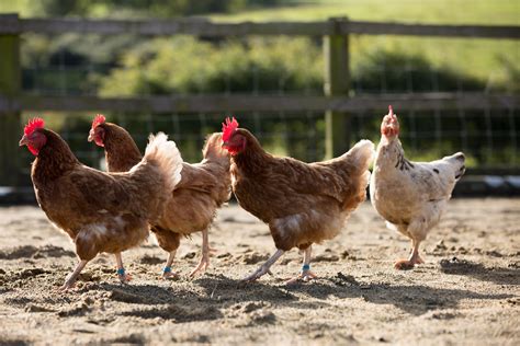 Chicken Free Stock Photo - Public Domain Pictures