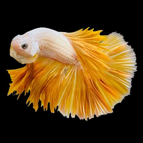 Betta Fish for Sale: Top Varieties & Vibrant Colors – Tropicflow
