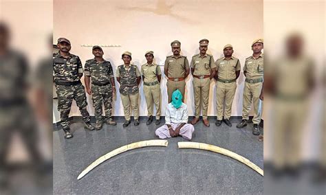 Karnataka poacher who gunned down elephant in Erode arrested; hunt on ...