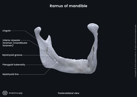 Mandible | Anatomy.app