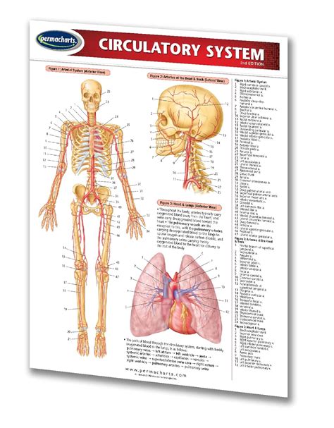 Buy Circulatory System Book Online at Low Prices in India | Circulatory ...