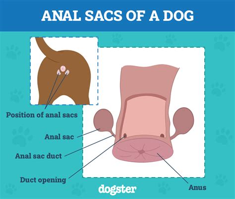 How to Get Rid of Dog Anal Gland Smell: 5 Vet-Approved Tricks – Dogster