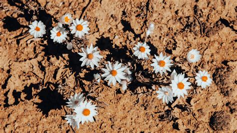 Ecosystem Bubble Map 的图像结果