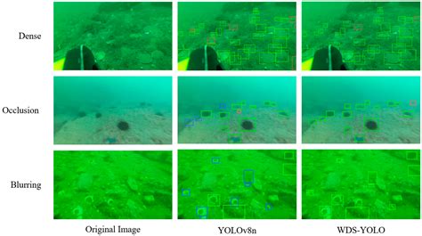 WDS-YOLO: A Marine Benthos Detection Model Fusing Wavelet Convolution ...