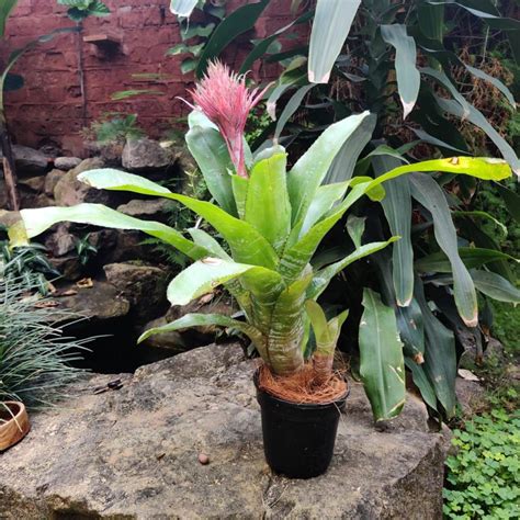 Aechmea Fasciata – Pink Summer Bloom | myBageecha