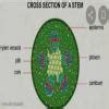 draw the cross section of a plant stem - Brainly.in