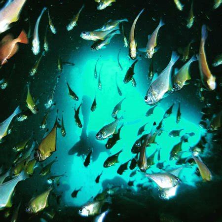 South West Rocks Dive Centre - All You Need to Know BEFORE You Go