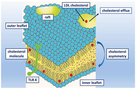 Cholesterol in the Cell Membrane—An Emerging Player in Atherogenesis