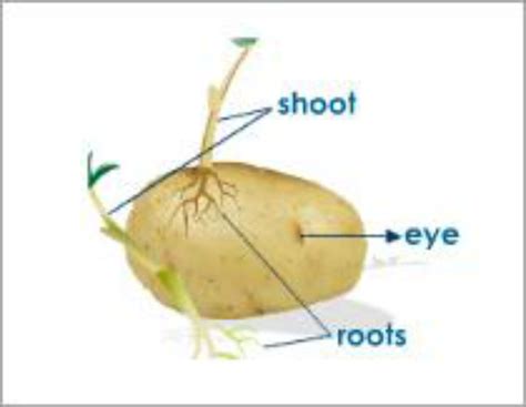 Image result for Vegetative Reproduction Potato