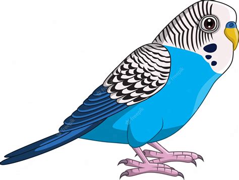 budgies #3579842 | Clipart Library