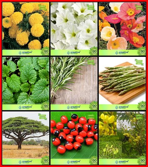 Creative Farmer Plant Seeds Combo Flower Seeds and Tree Seeds ...