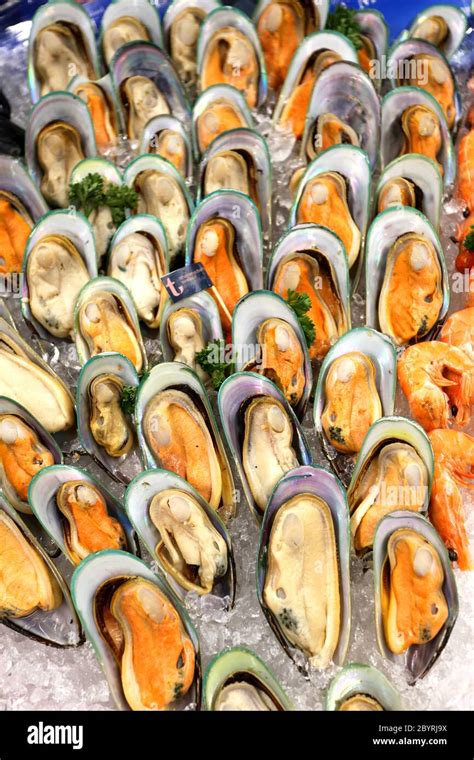 Image result for Mussel Shells Use