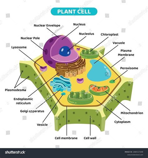 Cell Structure 的图像结果