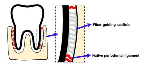 3D-Printed Collagen-Based Waveform Microfibrous Scaffold for ...