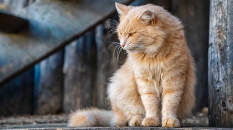 New Client Form | Reidsville Veterinary Hospital