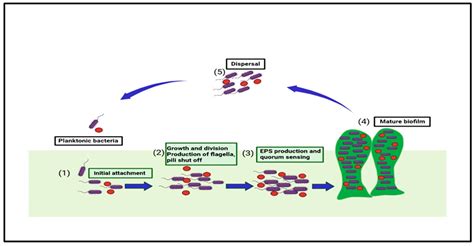 Natural Medicine a Promising Candidate in Combating Microbial Biofilm