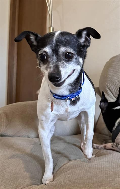 See related image detail. Dog for Adoption - Sophia, a Chihuahua in Appleton, WI | Alpha Paw