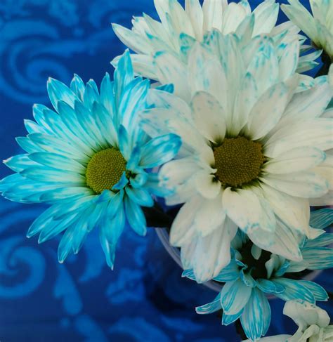 Image result for Food Coloring Flowers Science Project