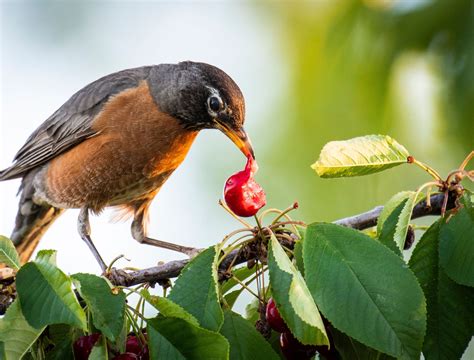 Keeping Birds Away Without Bird Netting