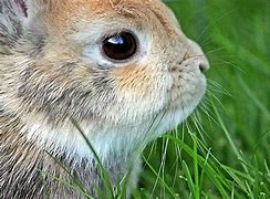 Image result for Bunny Rabbit Figurines