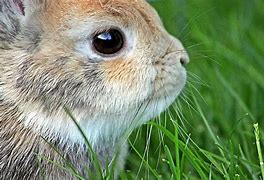 Image result for Cute Rabbit Figurines