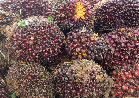Ripe oil palm fruits in stack after harvest in plantation, Close up of ...