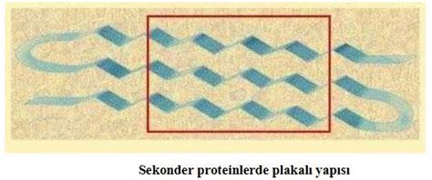 Proteinler ve Beslenmedeki Önemi