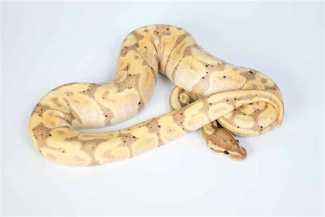 Image result for Different Ball Python Breeds