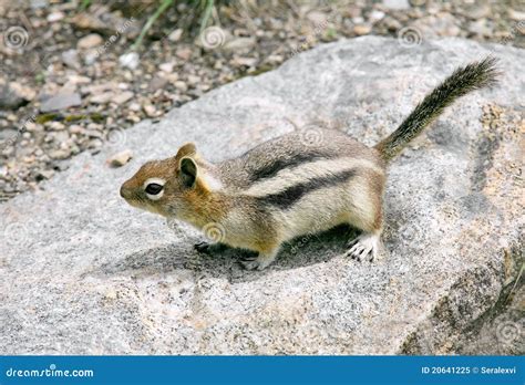 Squirrel on rock stock image. Image of tree, brown, food - 20641225