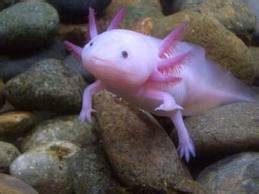 Image result for Fish in Turtle Python