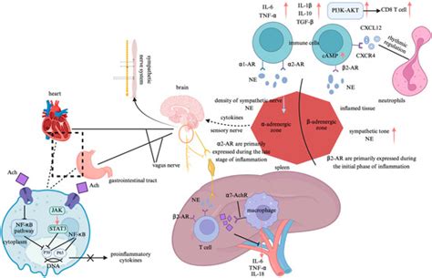 JCDD | Special Issue : Exercise Testing and Interventions in ...