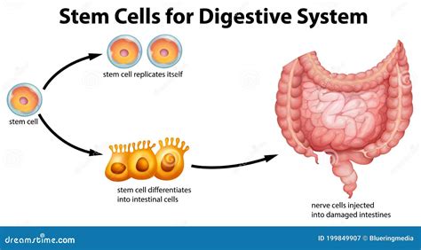 Image result for Digestive System Cells