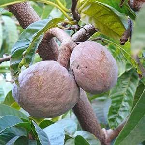 LifeShowMe Delhi Nursery Fruits Plants Ramphal, Annona reticulata ...