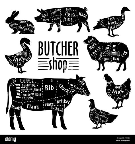 Cut of animals meat, diagram for butcher. Meat cut set Stock Vector ...