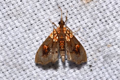 Agrotera spp. | Moths