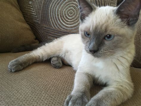 Siamese Mix Cat