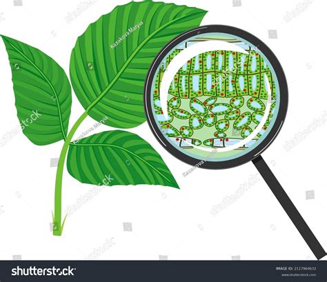 Microscopic Leaf Structure 的图像结果