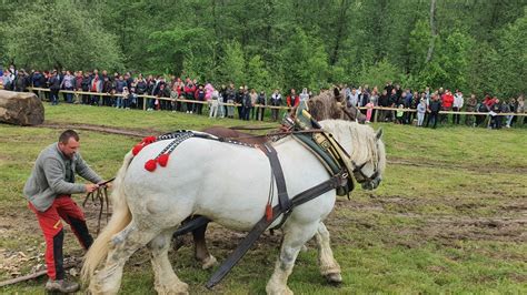 Moartea calului Falko cutremură România: Exploatat până la ultima ...