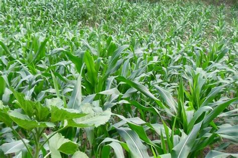 农家肥 的图像结果