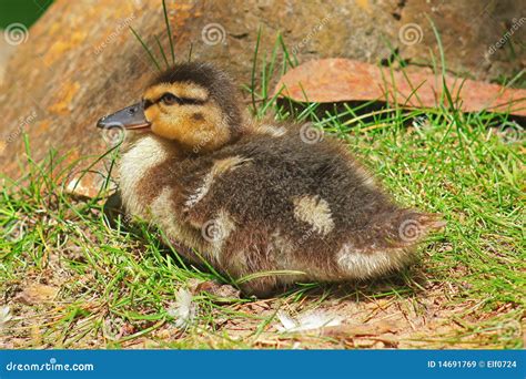 Cute Baby Mallard Ducks